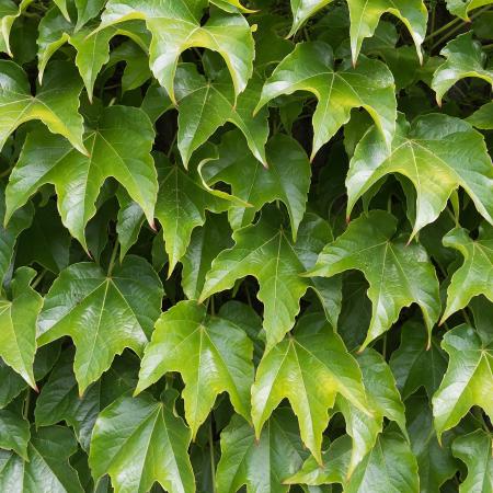 Boston ivy leaf with three tips