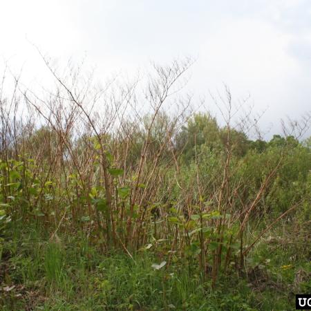 Knotweed stand with dead stems in dormant season