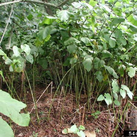 Knotweed clump with many stems