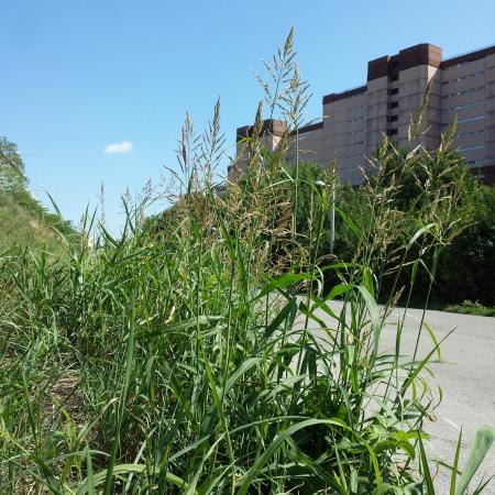 Johnsongrass stand along road