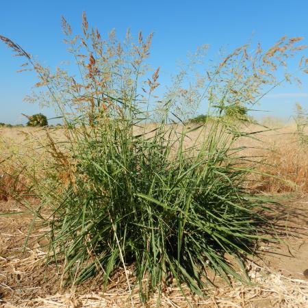 Johnsongrass plant with flower heads