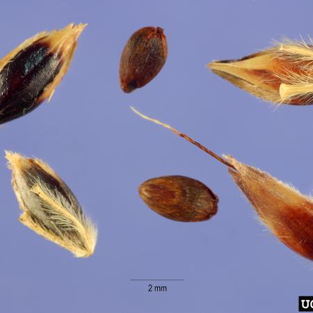 Johnsongrass fruits and seeds
