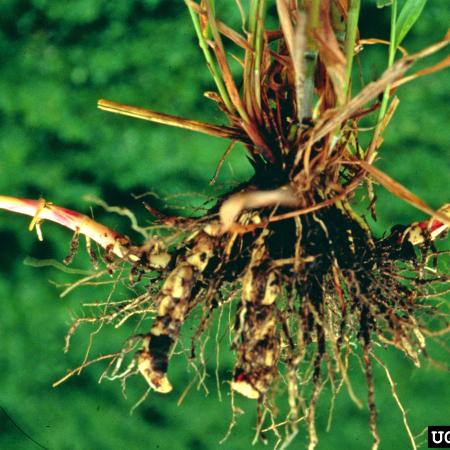 Johnsongrass roots with rhizomes 