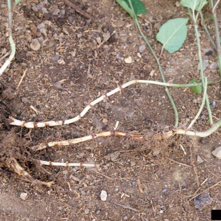 Knotweed root structure