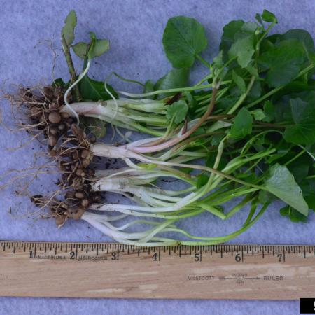 Lesser celandine plants with roots and stems next to ruler