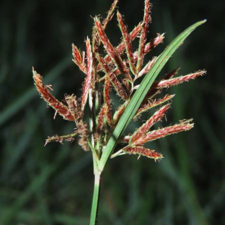 Purple nutsedge flower