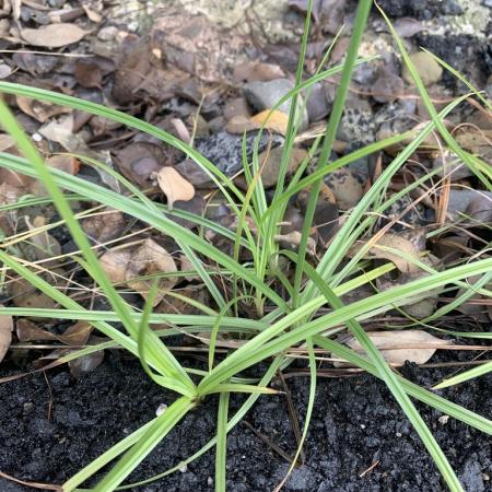 Purple nutsedge leaves, long and narrow green