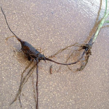 Washed purple nutsedge roots and tuber 