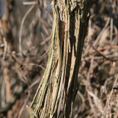 Old man’s beard vine with stringy bark