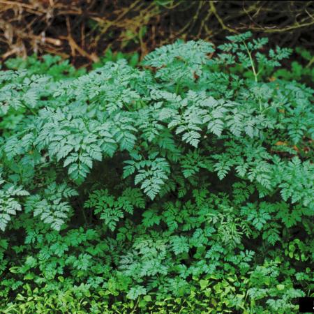 Poison hemlock leaves and stems  