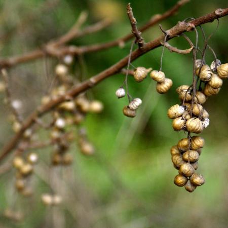 Poison oak berries