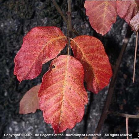 Red poison oak leaves in the fall