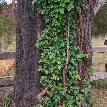 Poison oak vines growing up tree