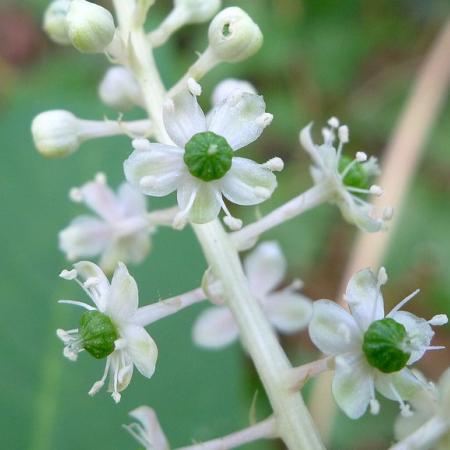 White pokeweed flower and buds