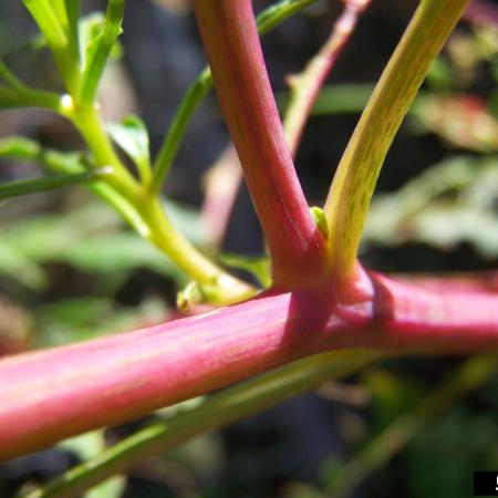 Red pokeweed stem