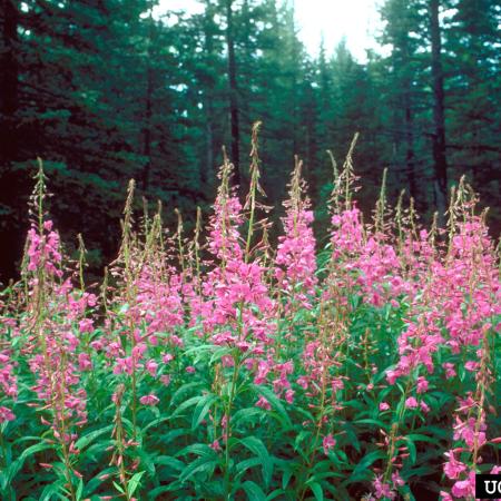 Stand of pink-flowered fireweed