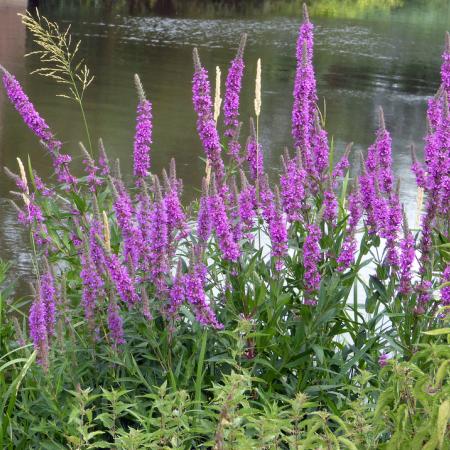 Clump of blooming purple loosestrife stems