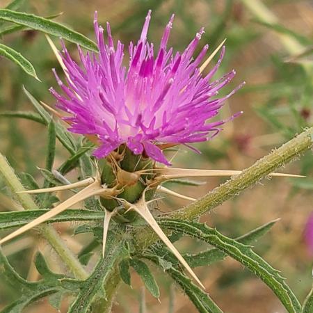 Purple starthistle flower and spines