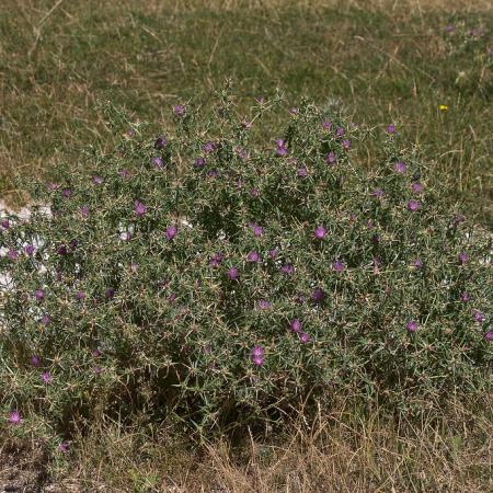 Purple starthistle plant