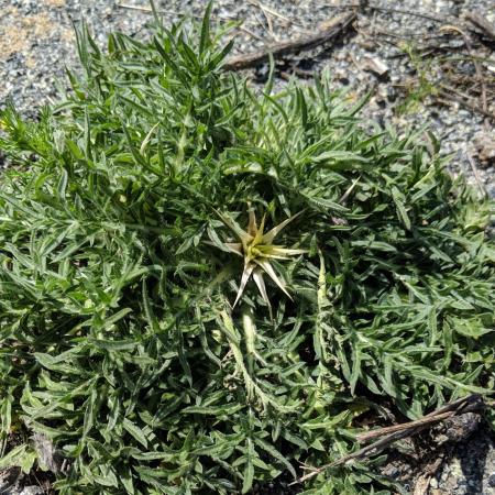 Purple starthistle leaves and stems