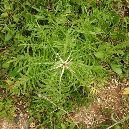 Purple starthistle rosette with other weeds