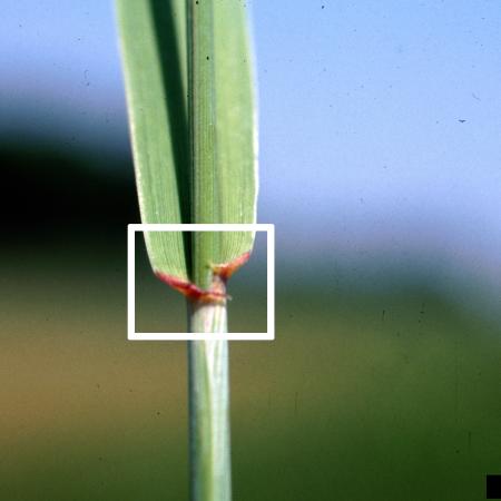 White box highlighting auricle and rolled, elongated leaf blade