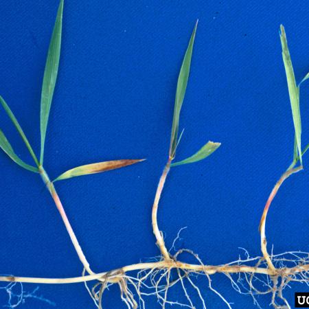 Quackgrass roots and stems against blue background