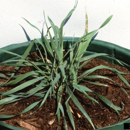Quackgrass seedling in container