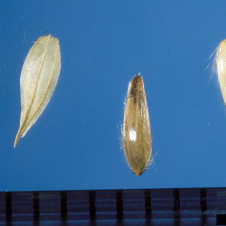 Reed canarygrass seeds