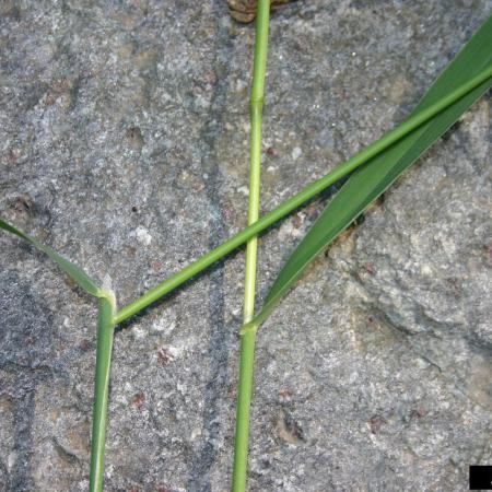 Reed canarygrass leaves and stems
