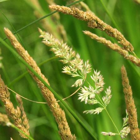 Reed grass (Calamagrostis nutkaensis) with loose flower plume