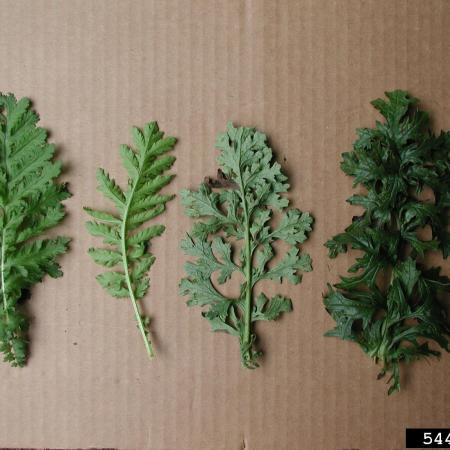 Examples of tansy ragwort leaves