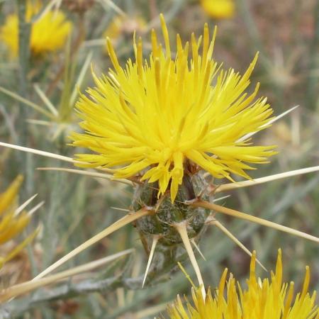 Yellow starthistle flower and spines