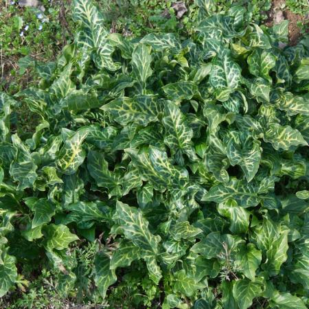 Dense patch of Italian arum