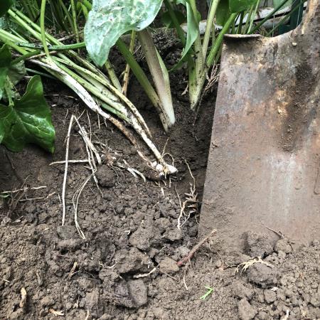 Italian arum stems and tubers exposed in hole next to shovel