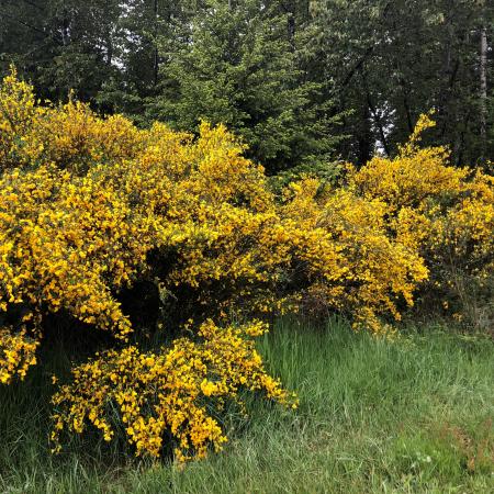 Many broom plants with yellow flowers