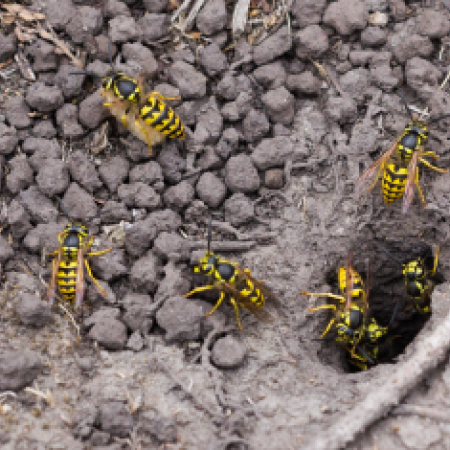 yellowjacket nest