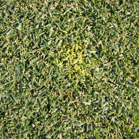 Plant Diseases in Lawns | solvepest