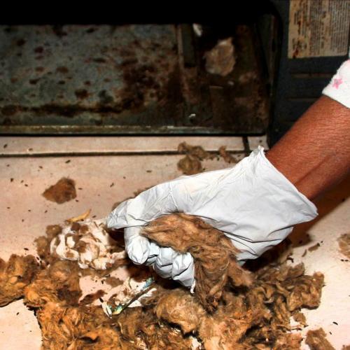 Gloved hand cleaning rodent debris