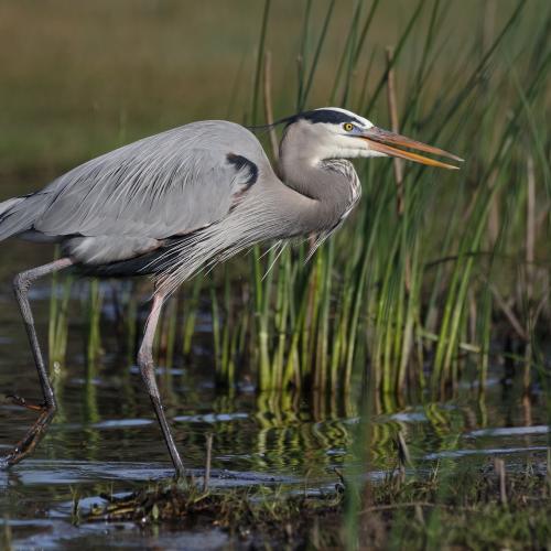 Great blue heron in marsh