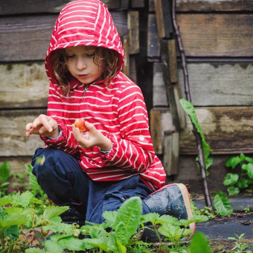 Child eating from garden