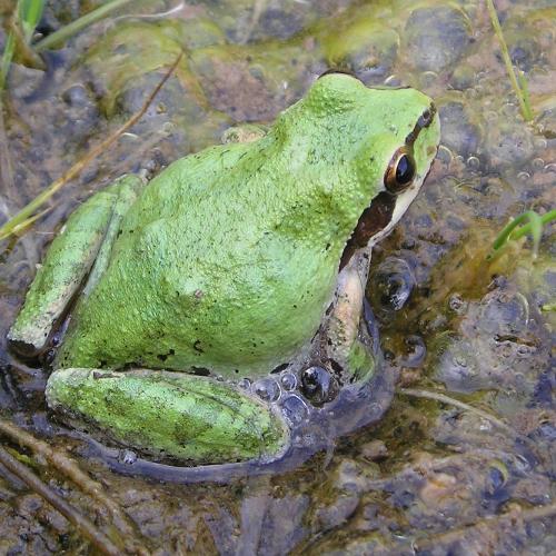 Green Pacific chorus frog