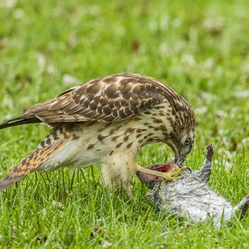 Hawk eating dead squirrel