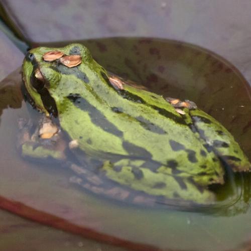 Pacific chorus frog