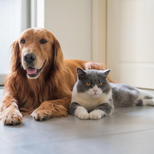 Dog and cat in house