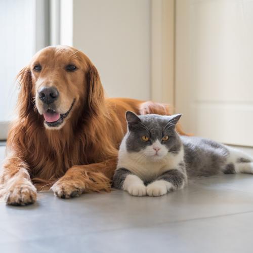 Dog and cat in home