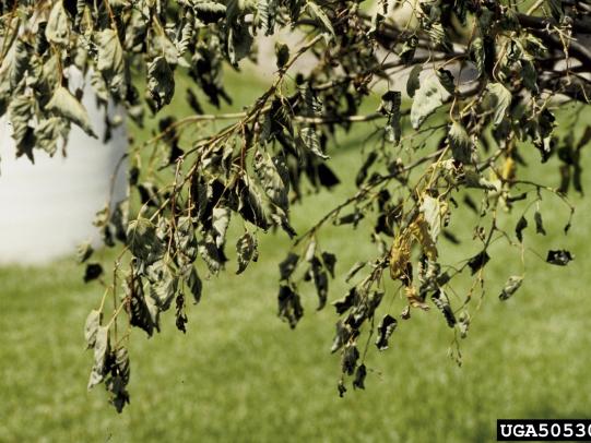 Herbicide damage on tree next to lawn