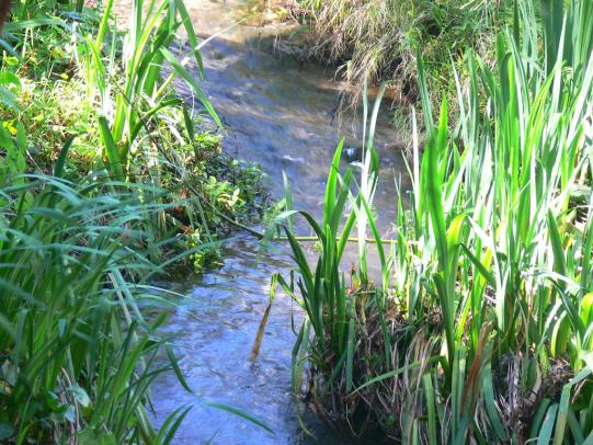 Stream with flowing water and grasses on bank