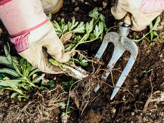 Gloved hand pulling weeds and holding pulled weeds