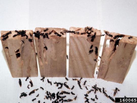 Carpenter ants and wood damage
